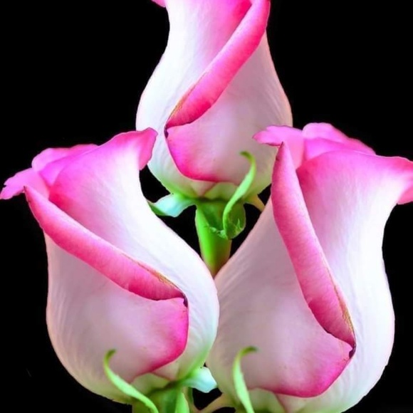 Meet your Posher, Gwen - Picture 1 of 1